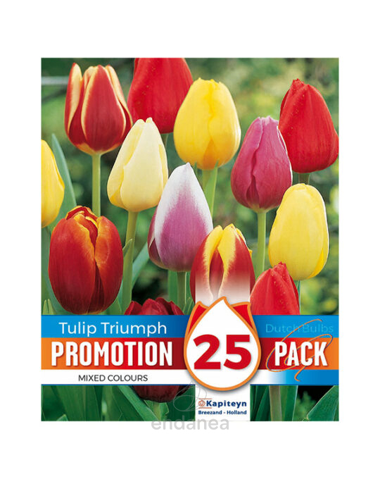 pack-25-bulbos-tulipan-triumph-mixed-kapiteyn