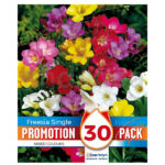 Pack 30 Bulbos Freesia Single Mixed
