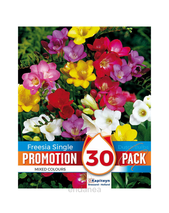 Pack 30 Bulbos Freesia Single Mixed