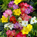 Pack 30 Bulbos Freesia Single Mixed
