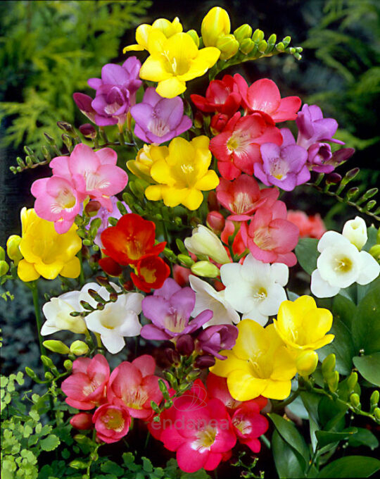 pack-30-bulbos-freesia-simple-mixed-colours-flores