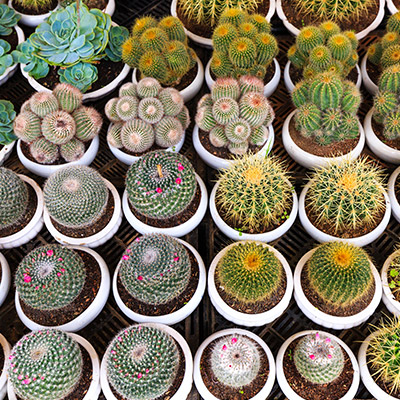 Plagas y Enfermedades de los Cactus y Suculentas