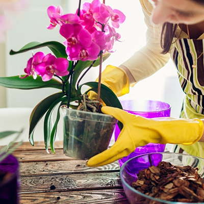 Plagas y Enfermedades de las Orquídeas