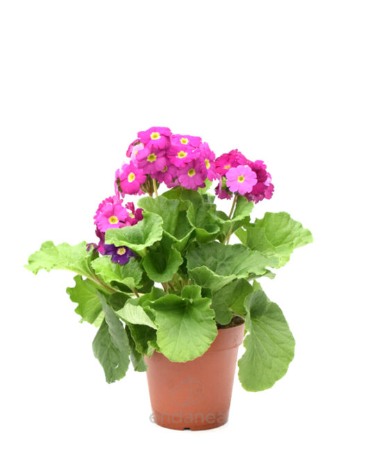 primula-obconica-planta-exterior