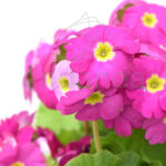 Prímula Obcónica Planta de Exterior Flor Fucsia