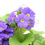Prímula Obcónica Planta de Exterior Flor Lila