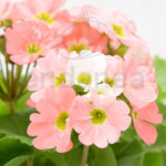 Prímula Obcónica Planta de Exterior Flor Salmón