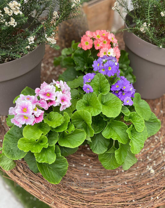 primula-obconica-planta-exterior-primavera