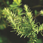 Taxus Baccata Fastigiata Tejo Planta Exterior Otoño-Invierno