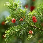 Taxus Baccata Fastigiata Tejo Planta Exterior Otoño-Invierno Frutos Venenosos