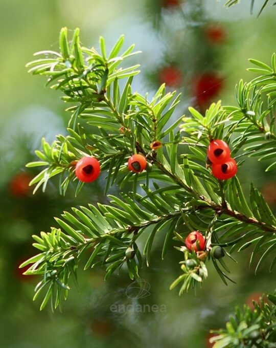 taxus-baccata-fastigiata-tejo-planta-exterior-detalle-frutos-venenos