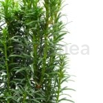 Taxus Baccata Fastigiata Tejo Planta Exterior Otoño-Invierno