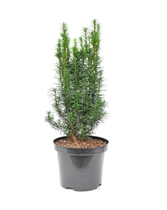 Taxus Baccata Fastigiata Tejo Planta Exterior Otoño-Invierno