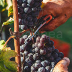 Tijera de Vendimia Curva Vito Agro