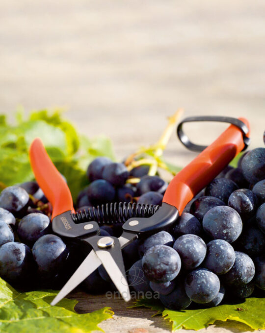 tijera-especial-vendimia-19cm-stocker-uvas