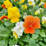 Viola Cornuta Mix Naranja - Amarillo