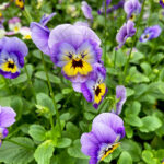Viola Cornuta Tricolor Morada-Lila-Amarilla
