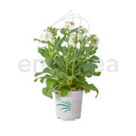 Alhelí Incana Doble Planta de Exterior