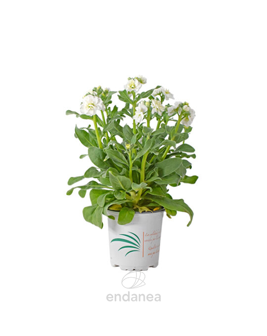 alheli-incana-doble-planta-de-exterior