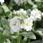 Alhelí Incana Doble Planta de Exterior Flor Blanca