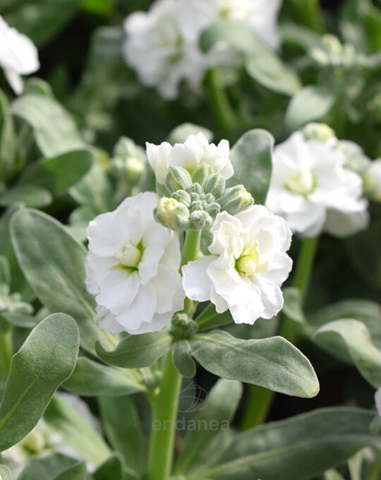 alheli-incana-doble-planta-de-exterior-flor-blanca