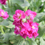 Alhelí Incana Doble Planta de Exterior Flor Fucsia