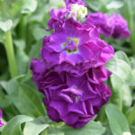 Alhelí Incana Doble Planta de Exterior Flor Morado
