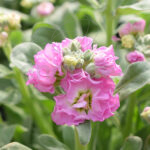 Alhelí Incana Doble Planta de Exterior Flor Rosa