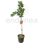 Naranjo Árbol Frutal Cítrico