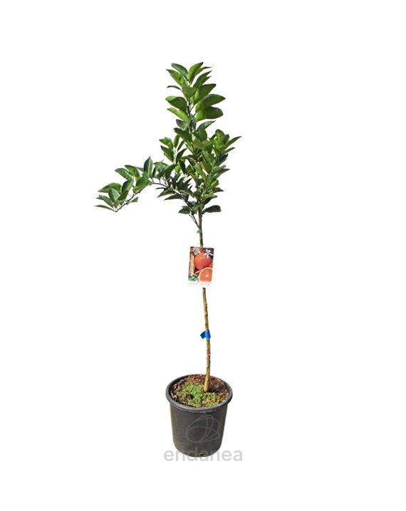 Naranjo Árbol Frutal Cítrico