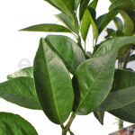 Naranjo Árbol Frutal Cítrico