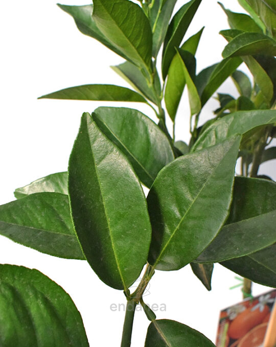 arbol-citrico-naranjo-grande-hojas