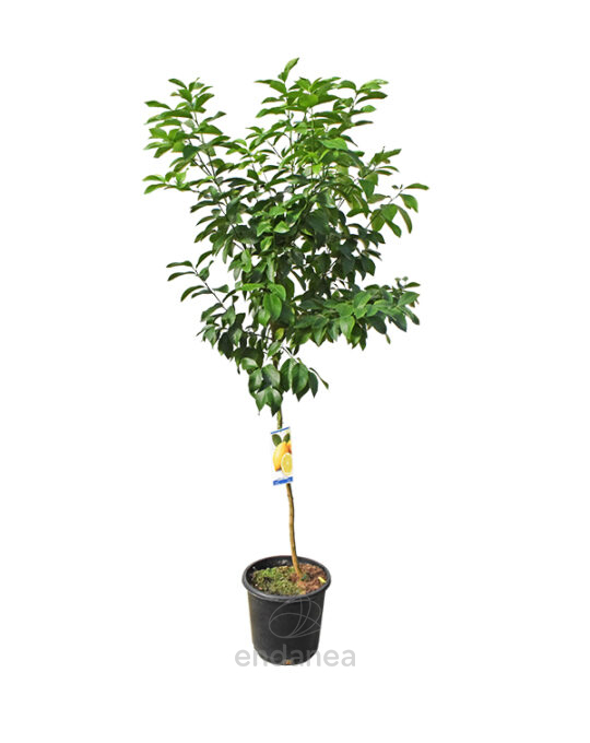 arbol-frutal-limonero-citrus-limon-grande