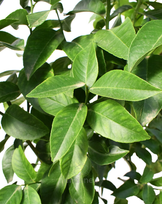 arbol-frutal-limonero-citrus-limon-hojas