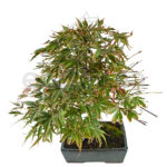 Bonsái Acer Palmatum 17 Años