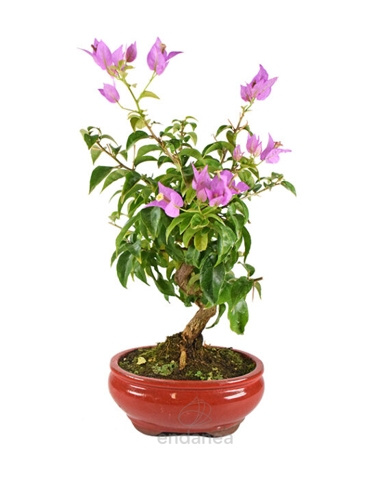 Bonsái Bouganvillea 15 Años