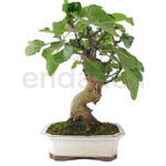 Bonsái Ficus Carica 14 Años Higuera