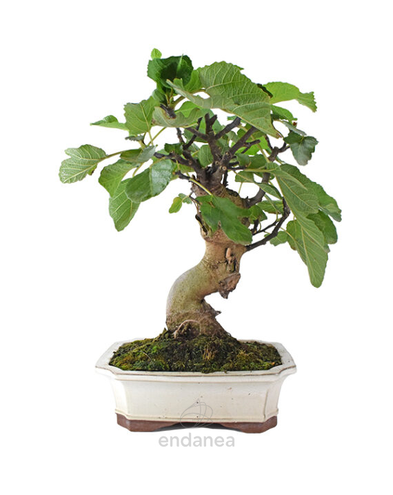 Bonsái Ficus Carica 14 Años Higuera
