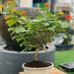 Bonsái Lantana Camara 9 Años