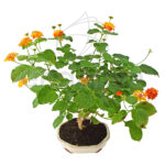 Bonsái Lantana Camara 9 Años