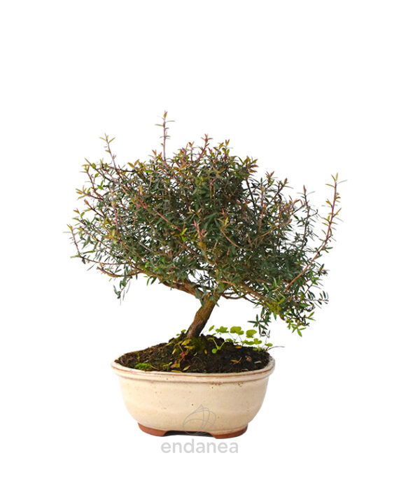 Bonsái Leptospermum Scoparium 7 Años