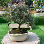 Bonsái Leptospermum Scoparium 7 Años
