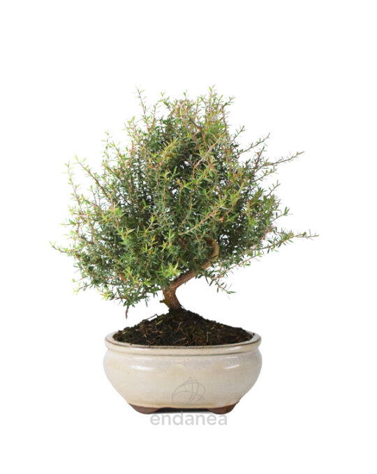 bonsai-leptospermum-scoparium-edad-8-anos
