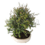 Bonsái Leptospermum Scoparium 8 Años