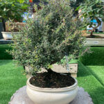 Bonsái Leptospermum Scoparium 8 Años