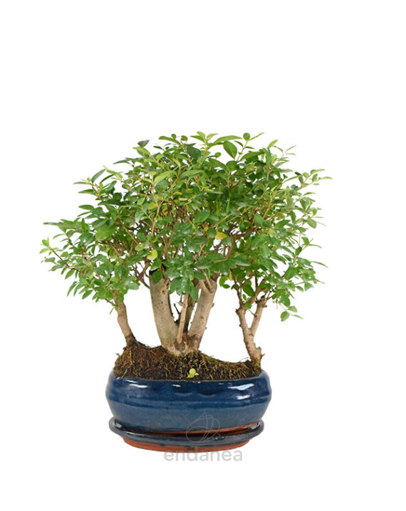 Bonsái Ligustrum 7 Años