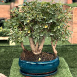 Bonsái Ligustrum