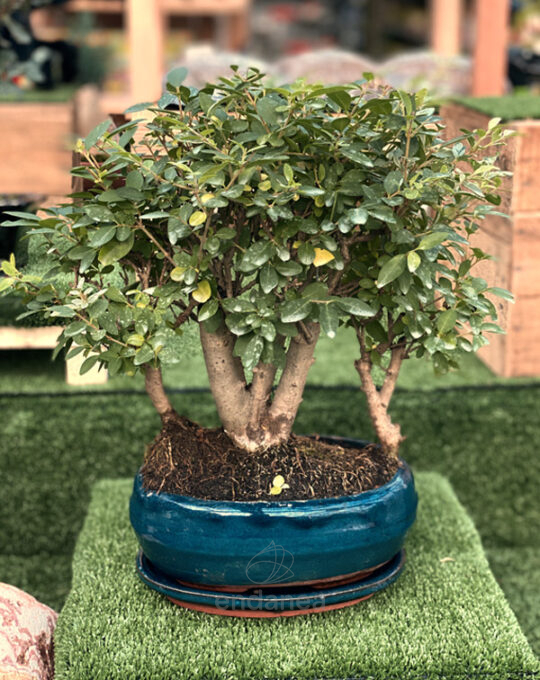 bonsai-ligustrum-de-exterior-decoracion