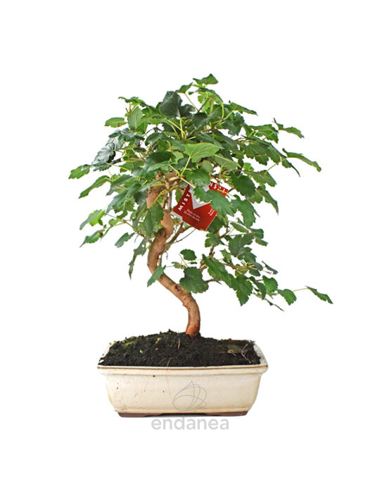 bonsai-morus-edad-10-anos