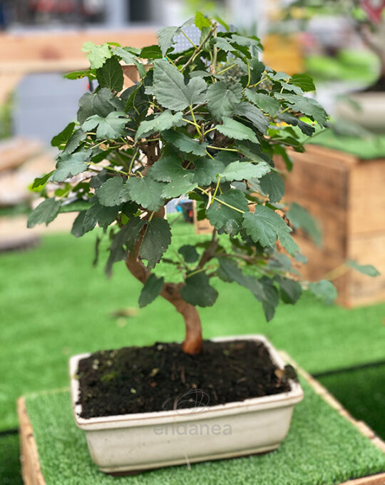 bonsai-morus-edad-10-anos-decoracion